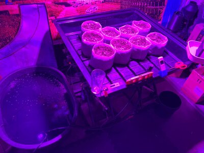 IMG_5259[1].jpeg