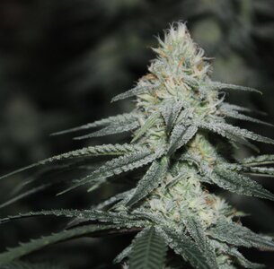 Sept 18 Lemon lava Lime 4 weeks.jpg