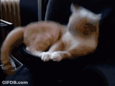 vibrating-cat-massage-chair-3gwl7u2vcr8svddy.gif vibrating-cat-massage-chair-3gwl7u2vcr8svddy.gif