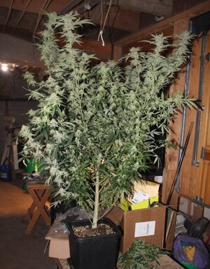 Sept 22 Lemon Lava Lime 2.jpg