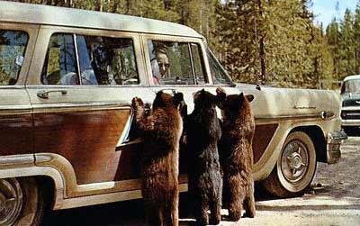 bears.jpg