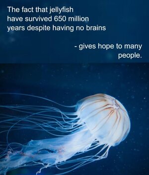 brain jellyfish.JPG