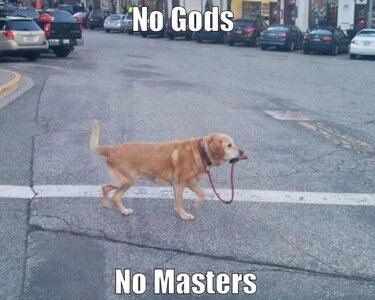 dog master.jpg dog master.jpg