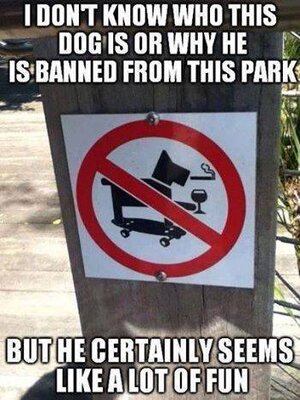 dog fun.jpg dog fun.jpg