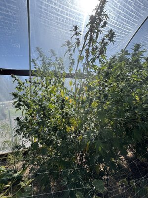 IMG_0244.jpeg