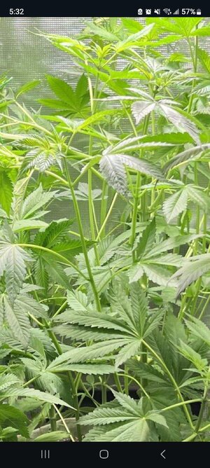 Screenshot_20261008_173252_Chrome.jpg