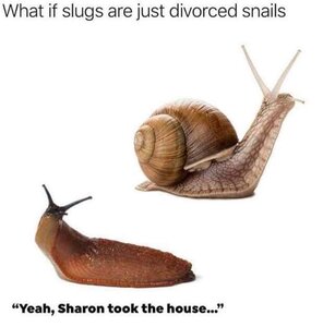 divorce snail.jpg