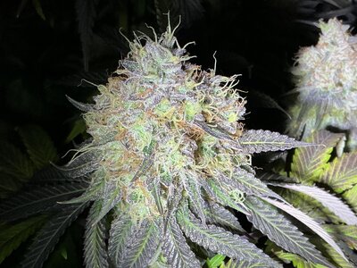 IMG_4359.jpeg