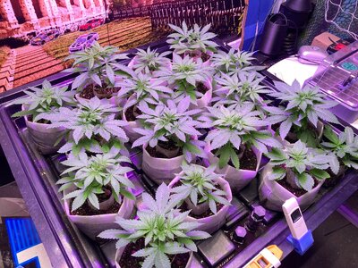 IMG_5462[1].jpeg