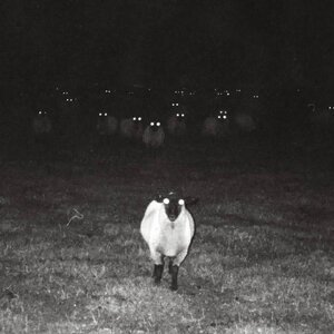 sheep eyes.jpg
