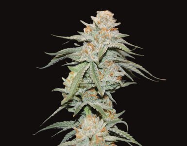Oct 15 Lemon Lava Lime 8,5 a.jpg