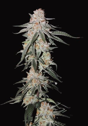 Oct 15 Lemon Lava Lime 8,5C.jpg