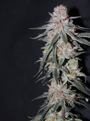 Oct 15 Lemon Lava Lime 8.5 B.jpg