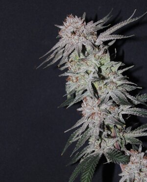 Oct 15 Lemon Lava Lime 8.5.jpg