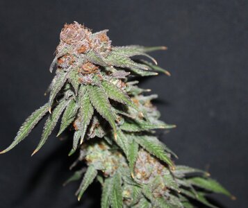 Oct 16 Lemon Lava Lime 8.5 .jpg