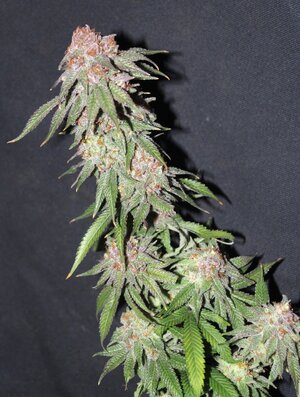 Oct 16 Lemon lava Lime 8.5 B.jpg
