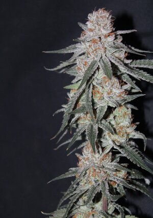 Oct 16 Lemon lava Lime 8.5 D.jpg