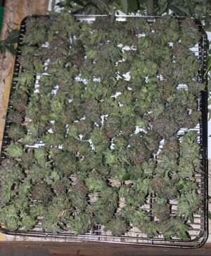 Oct 16 LLL full tray.jpg