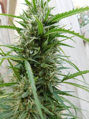 2026C99Bigbud.JPG