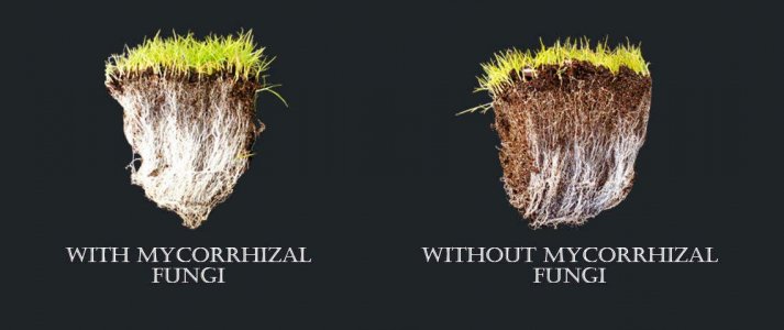 mycorrhizalfungi_header.jpg mycorrhizalfungi_header.jpg