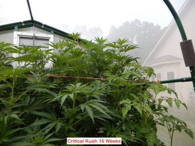 critical kush 16 wk.jpeg