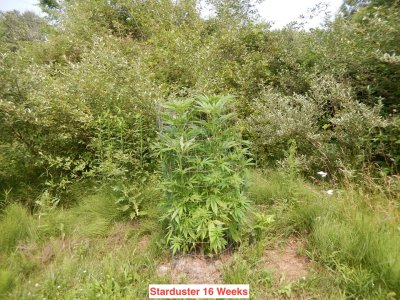 starduster 16 wks.jpeg