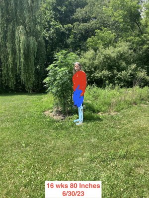 16 wks 2.jpeg