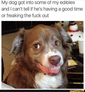 edibles-meme-3.jpg