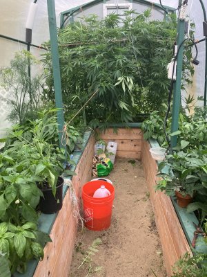 greenhouse 1 7:2.jpeg