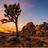 HighDesertScott