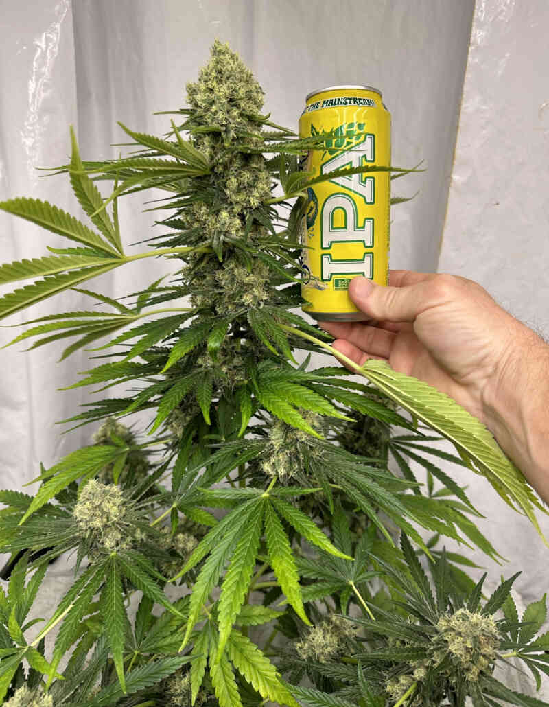 northatlanticseed.com