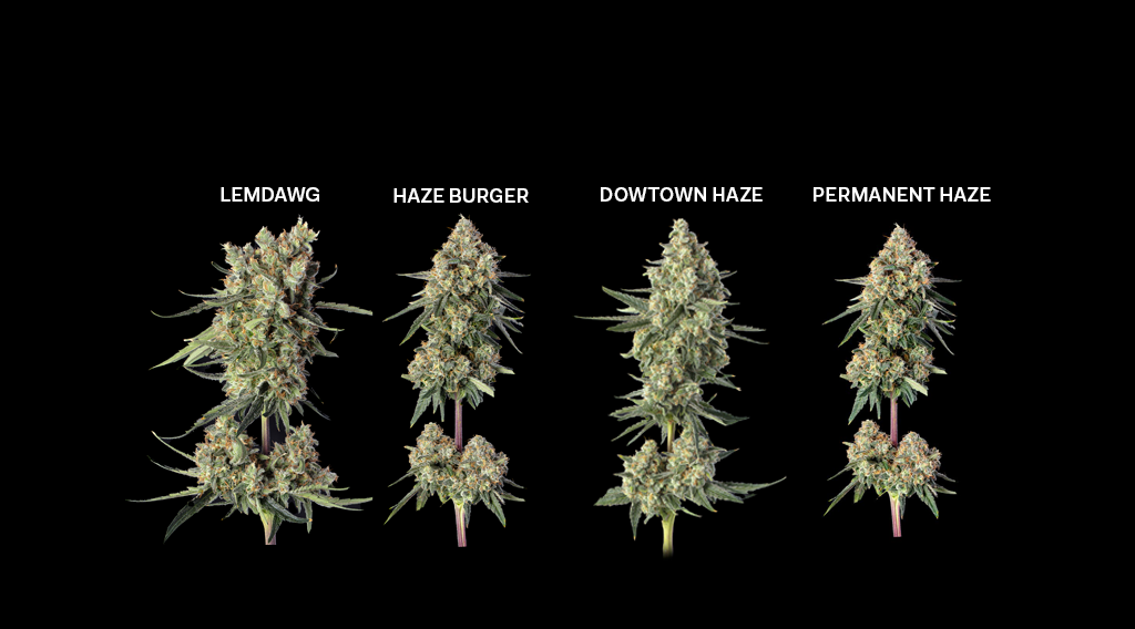 happyvalleygenetics.com