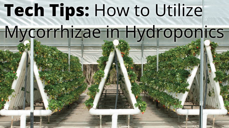mycorrhizae.com