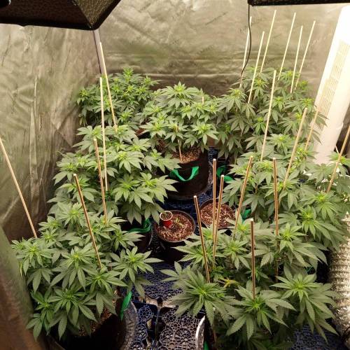 6766941_grow-journal-by-biggerbud420barneys-farmacapulco-gold_m.jpg