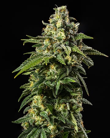 www.growerschoiceseeds.us