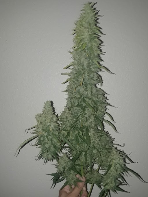 1212seeds.com