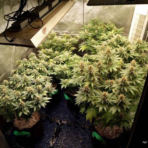 6897508_grow-journal-by-biggerbud420barneys-farmacapulco-gold_m.jpg