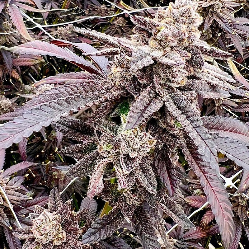 www.exoticgenetix.com