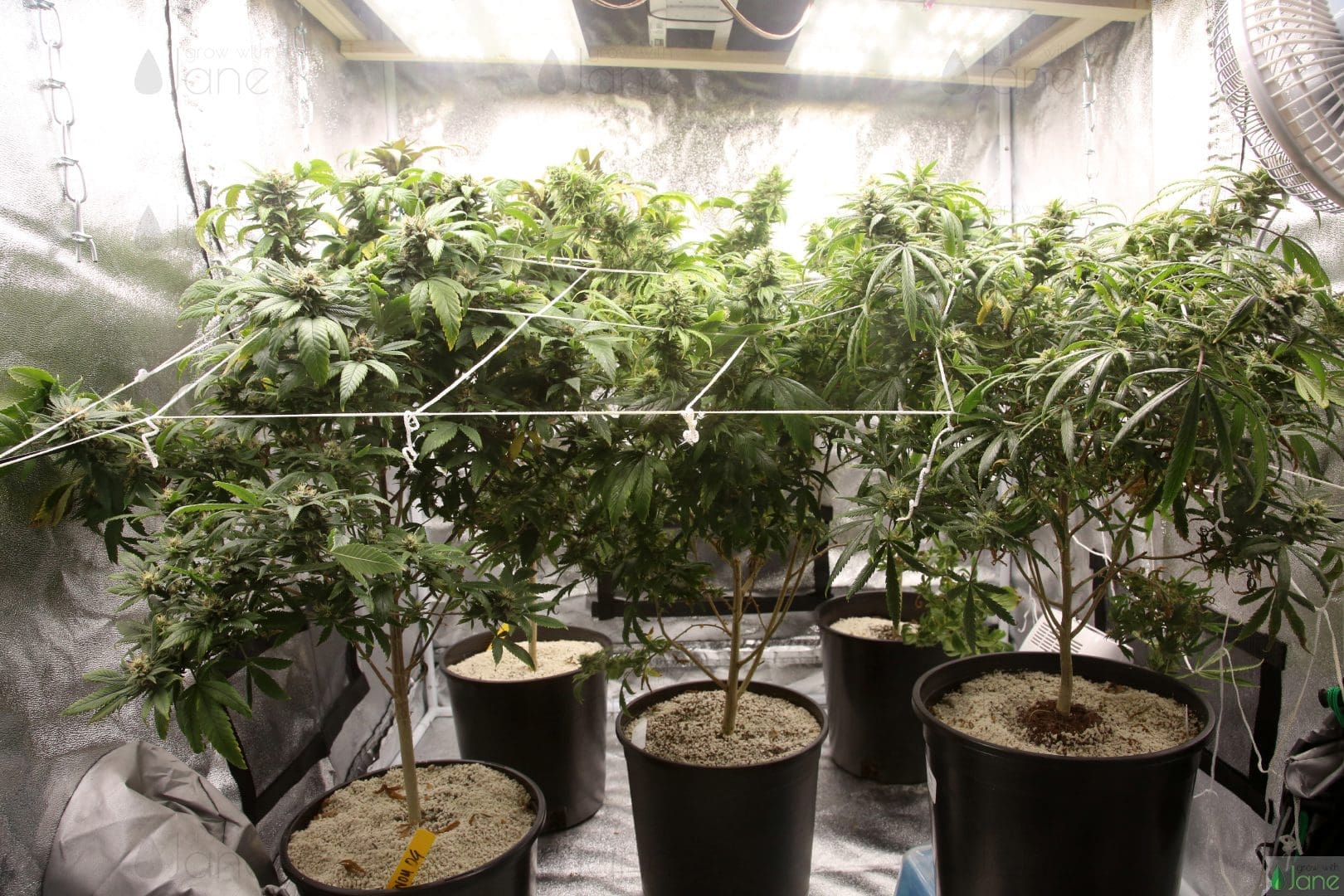 growithjane.com
