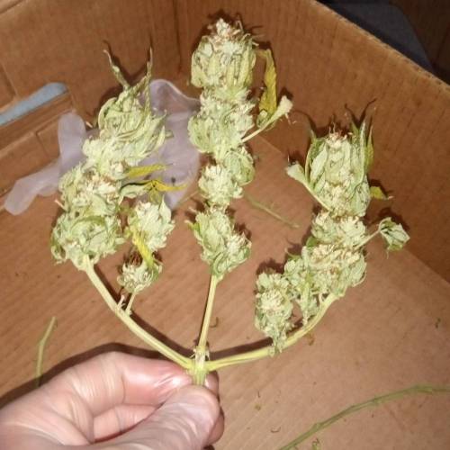 6958229_grow-journal-by-biggerbud420barneys-farmacapulco-gold_m.jpg