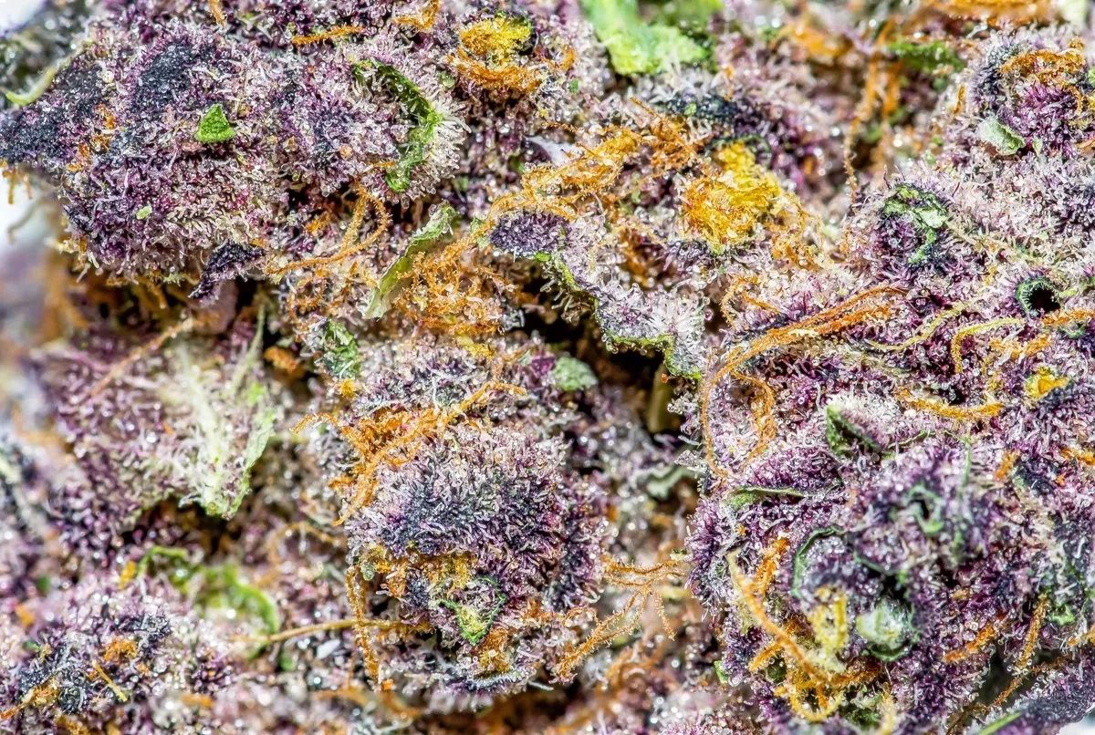 coloradocloneshop.com