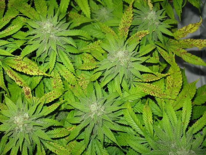 Manganese deficiency marijuana