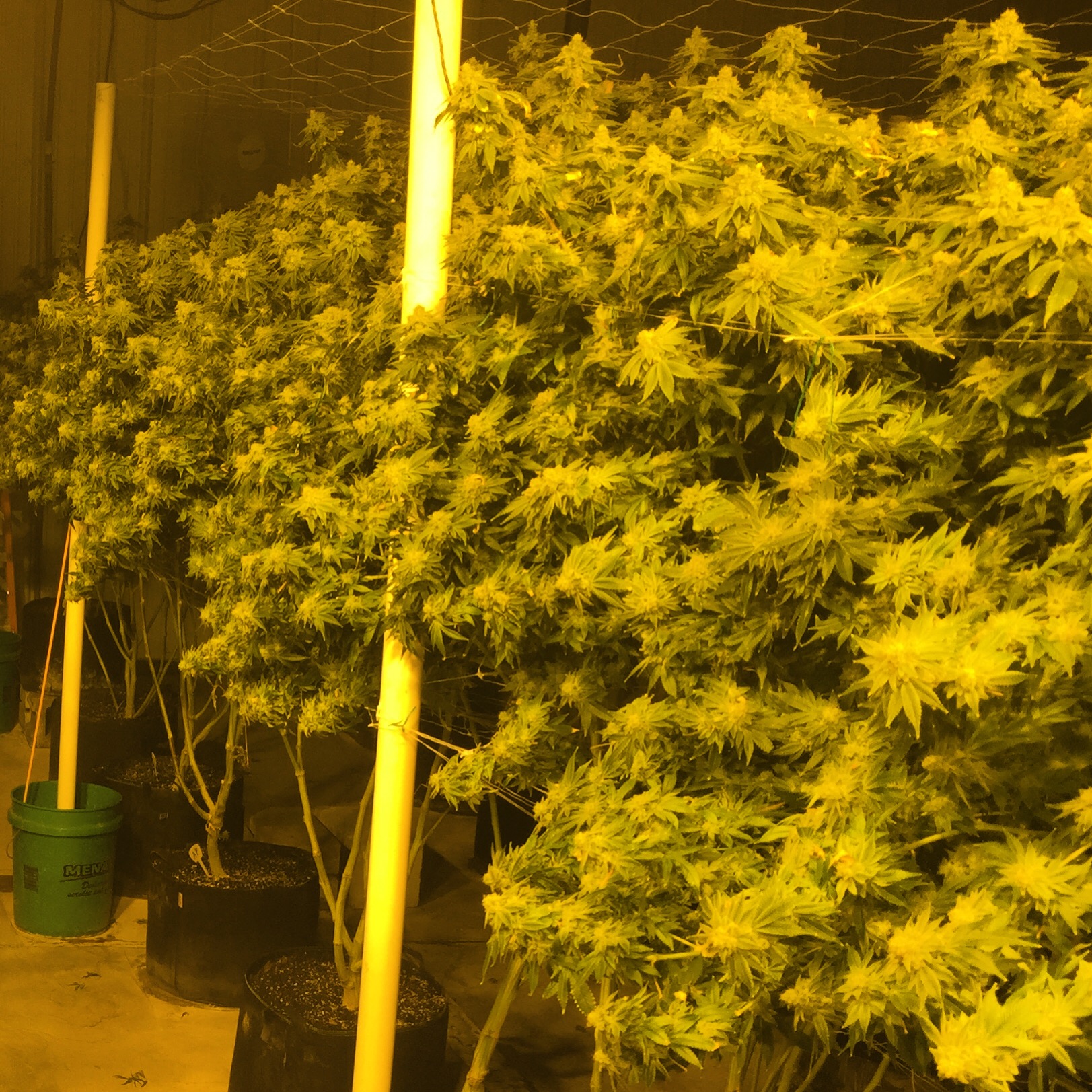 www.thcfarmer.com