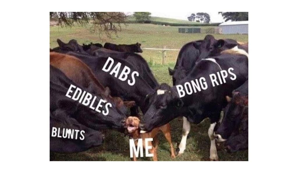 cow-weed-meme-1024x597.jpg