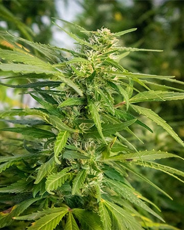 www.growerschoiceseeds.com