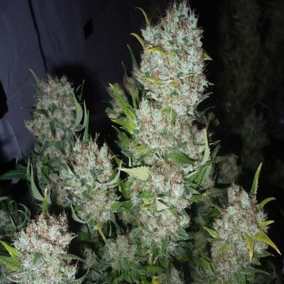 quebeccannabisseeds.com