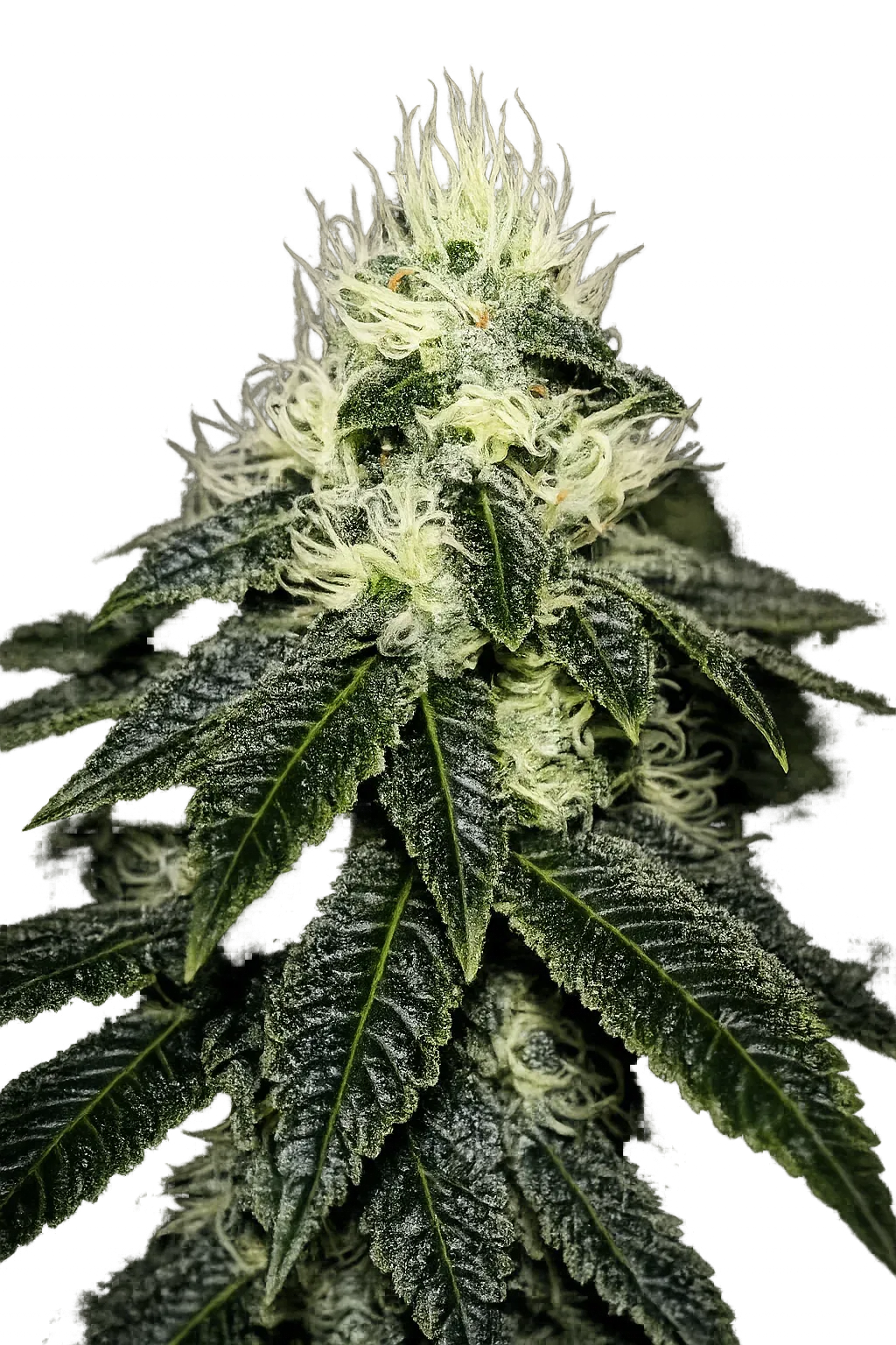 thecaliconnection.com