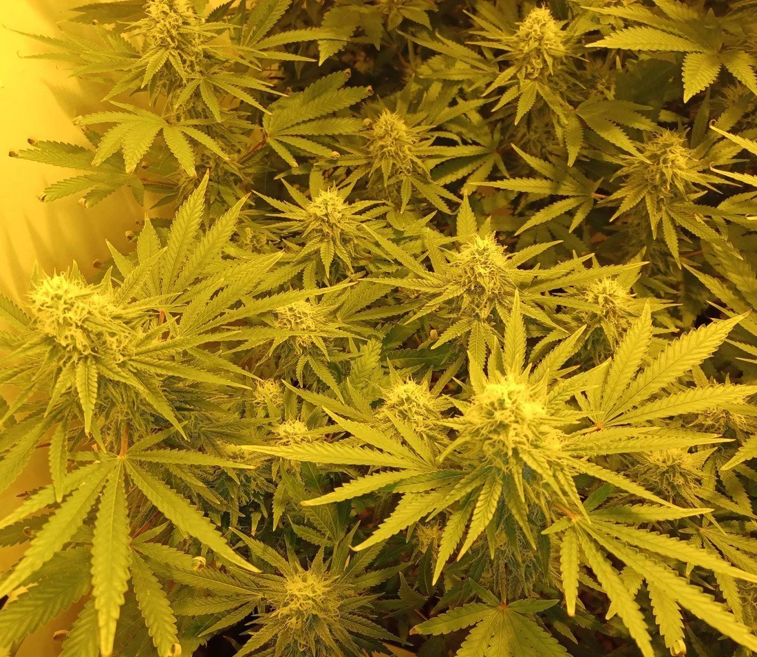 Buddzilla F6b