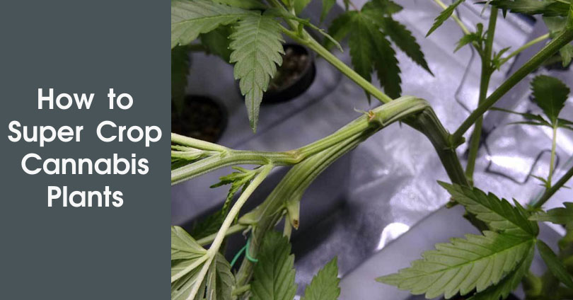 www.10buds.com
