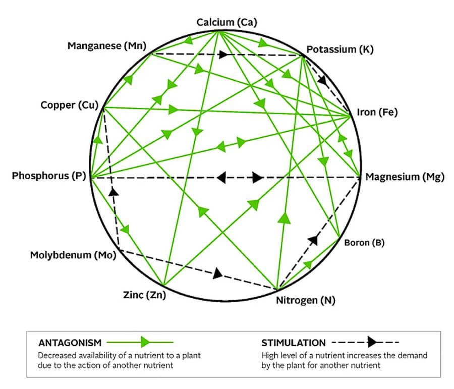 Mulders Chart: Nutrient Interactions – Nutriag